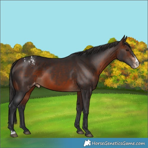 Horse Color:Unknown 
