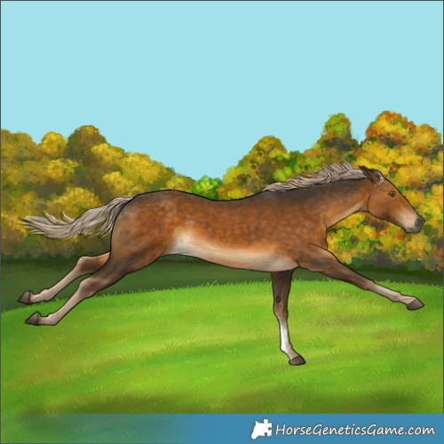 Horse Color:Chocolate Palomino Sabino Rabicano 
