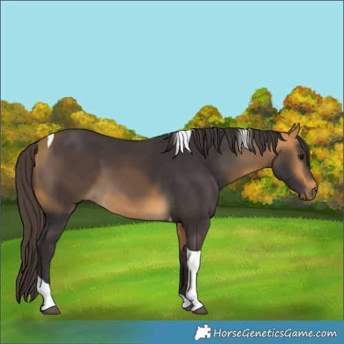 Horse Color:Buckskin Tobiano