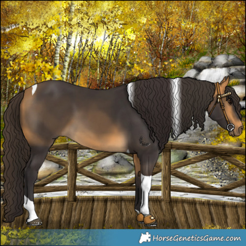 Horse Color:Buckskin Tobiano