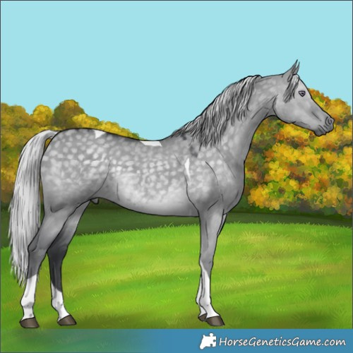 Horse Color:Silver Grullo Chinchilla Tobiano 