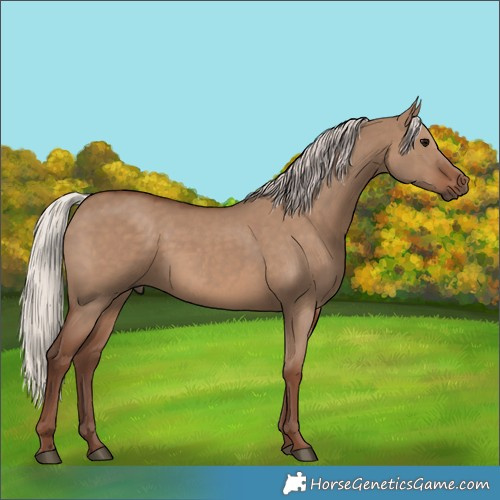 Horse Color:Silver Grullo
