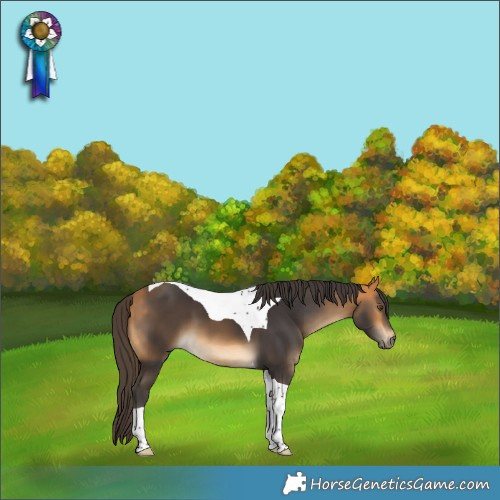 Horse Color:Buckskin Tobiano 