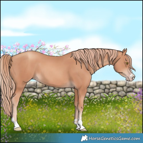 Horse Color:Gold Champagne 