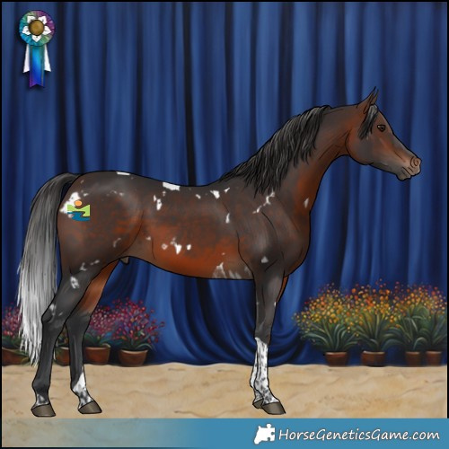 Horse Color:White Spotted Brown Tobiano Rabicano 