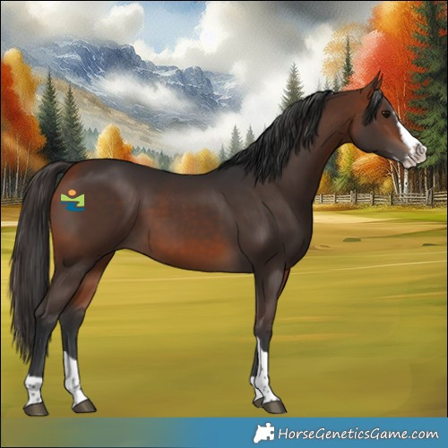 Horse Color:Bay Splash Tobiano 