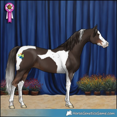 Horse Color:Liver Chestnut Splash Tobiano 