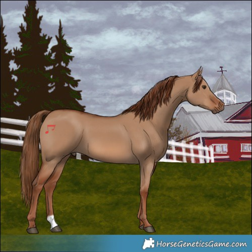 Horse Color:Red Dun 