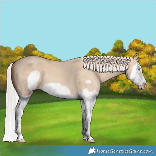 Horse Color:Silver Classic Champagne Dun Splash Frame 