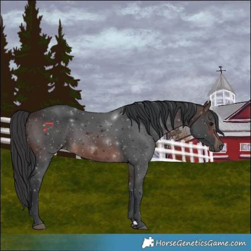 Horse Color:Brown 