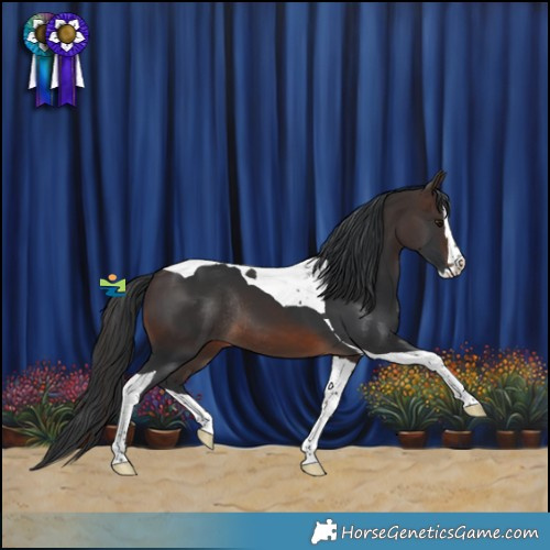 Horse Color:Brown Splash Tobiano Rabicano 