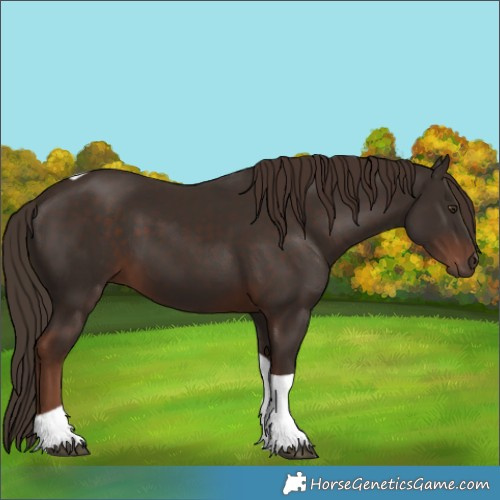 Horse Color:Liver Chestnut Tobiano
