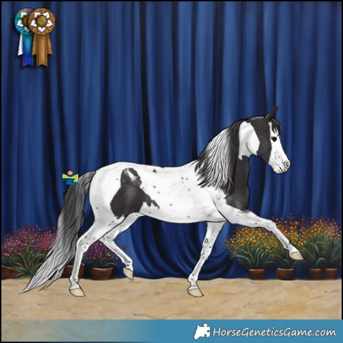 Horse Color:Smoky Black Splash Tobiano 