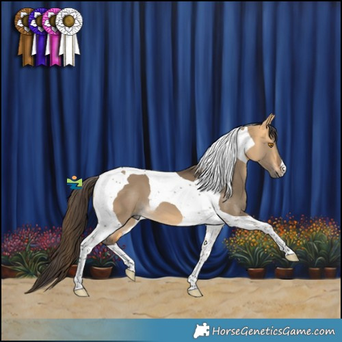 Horse Color:Buckskin Dun Tobiano 