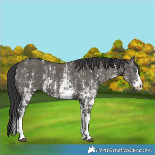 Horse Color:Grullo Sabino Splash  and Grullo Sabino Splash 