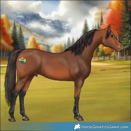 Horse Color:Bay Appaloosa Rabicano