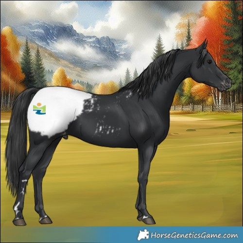 Horse Color:Black Appaloosa Rabicano 