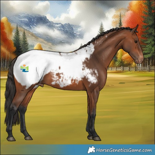 Horse Color:Bay Appaloosa