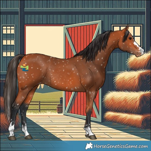 Horse Color:Bay Snowflake VarnishRabicano