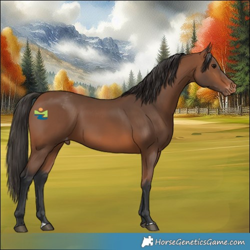 Horse Color:Bay Appaloosa Rabicano