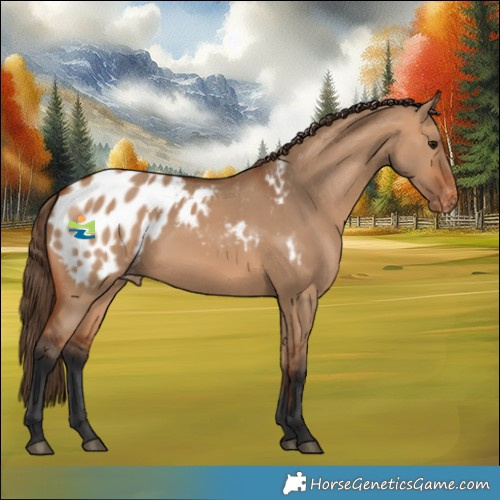 Horse Color:Bay Dun Appaloosa 