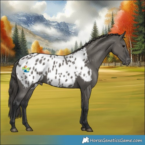 Horse Color:Grullo Appaloosa