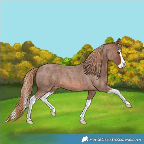 Horse Color:Red Roan Splash