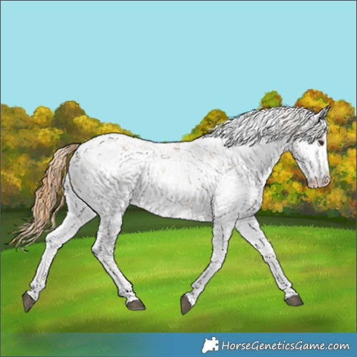 Horse Color:Chestnut Sabino