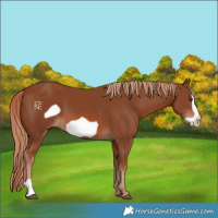 Horse Color:Chestnut Frame 
