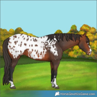 Horse Color:Bay Blanket 