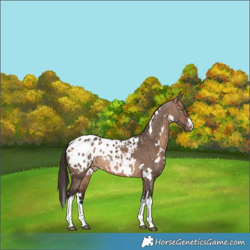 Horse Color:White Spotted Brown Dun Appaloosa Rabicano 