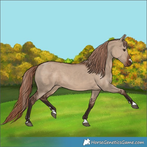 Horse Color:Liver Red Dun 