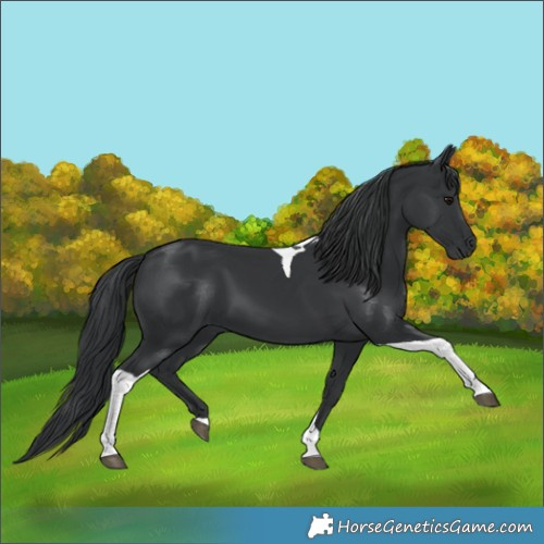 Horse Color:Black Tobiano
