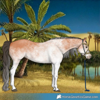 Horse Color:White Spotted Bay