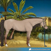 Horse Color:Classic Champagne Dun