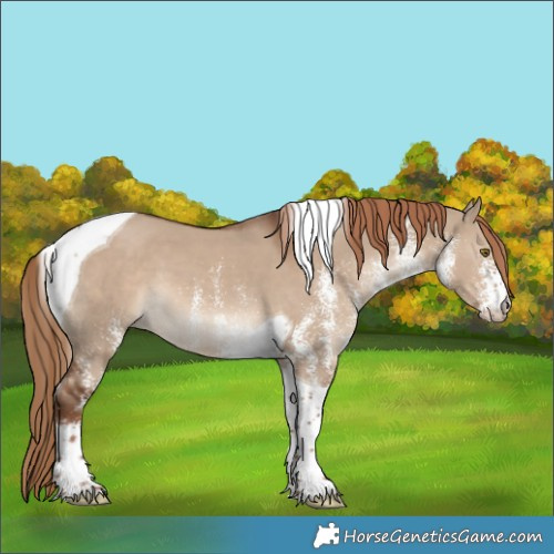 Horse Color:White Spotted Liver Red Dun Tobiano 
