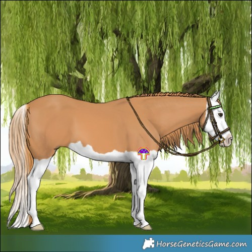 Horse Color:Chestnut Splash 