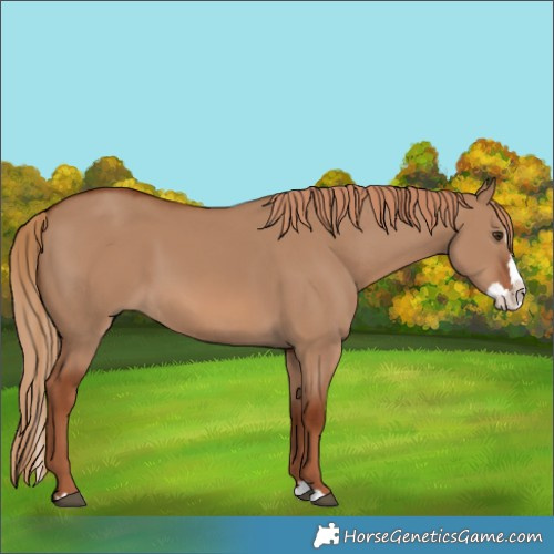 Horse Color:Red Dun Splash 