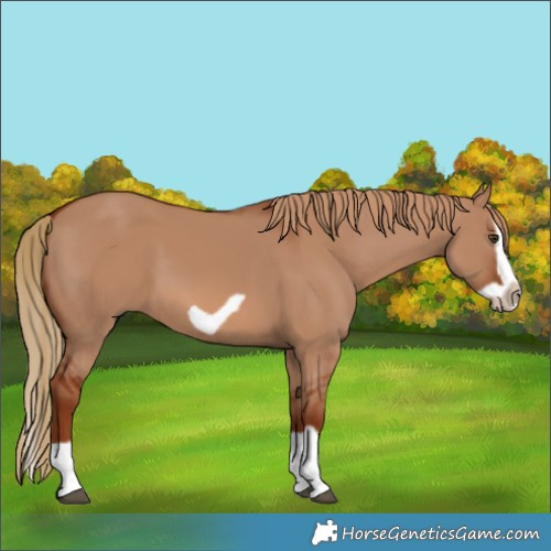 Horse Color:Red Dun Splash Frame 