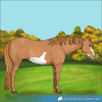 Horse Color:Chestnut Frame 