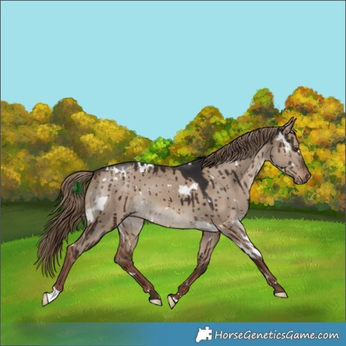 Horse Color:White Spotted Liver Red Dun Brindle