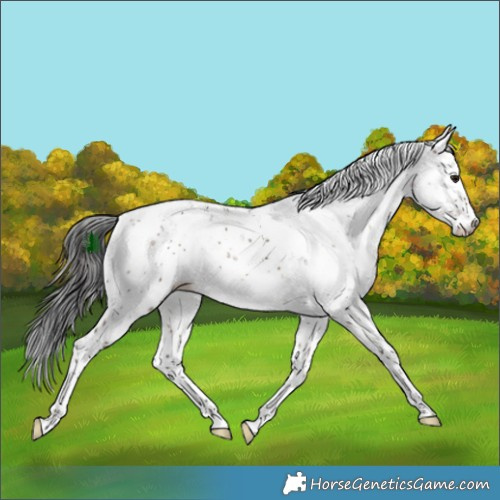 Horse Color:Brown Dun Sabino Brindle