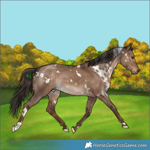 Horse Color:White Spotted Liver Red Dun