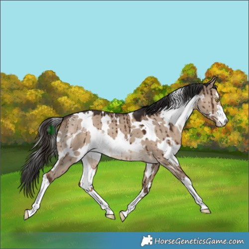 Horse Color:White Spotted Liver Red Dun Brindle 