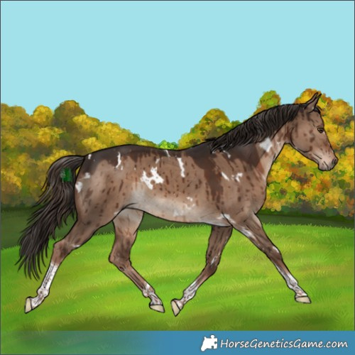 Horse Color:White Spotted Liver Red Dun Tobiano Brindle
