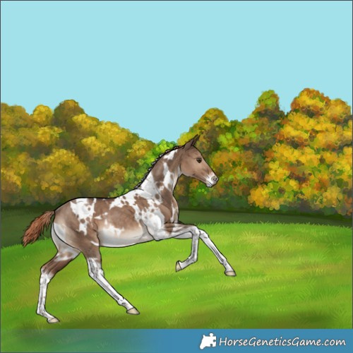 Horse Color:White Spotted Liver Red Dun Tobiano Rabicano Brindle 