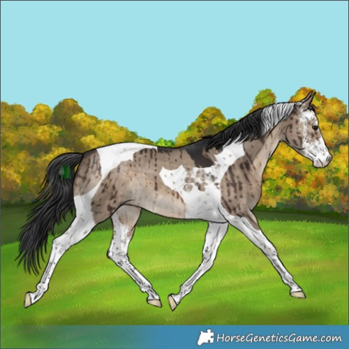 Horse Color:Brown Dun Sabino Tobiano Brindle