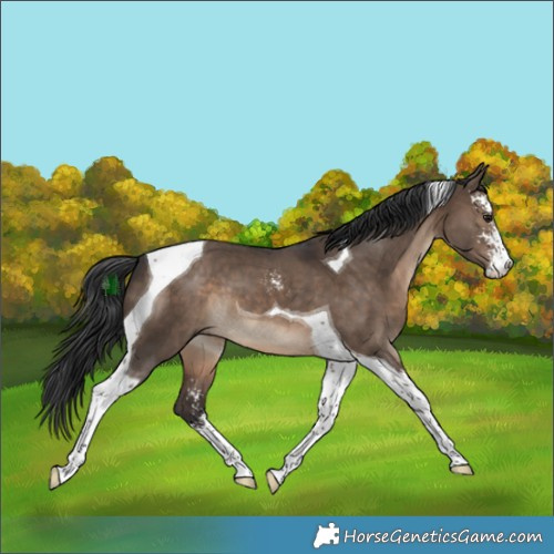 Horse Color:Brown Dun Sabino Tobiano 