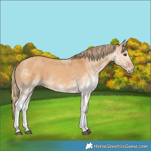 Horse Color:White Spotted Red Dun