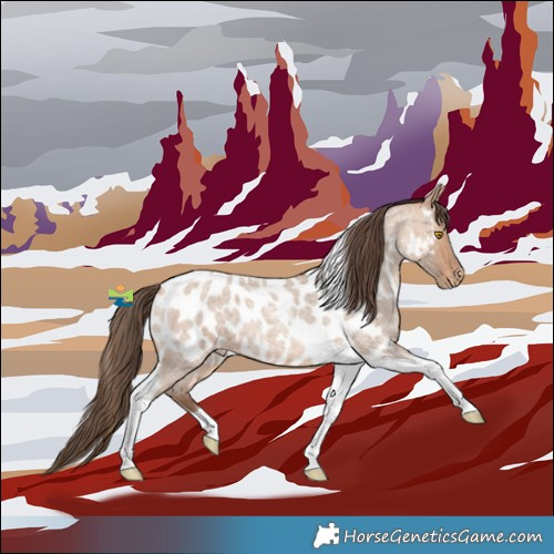 Horse Color:Amber Champagne Roan Tobiano Near Leopard
